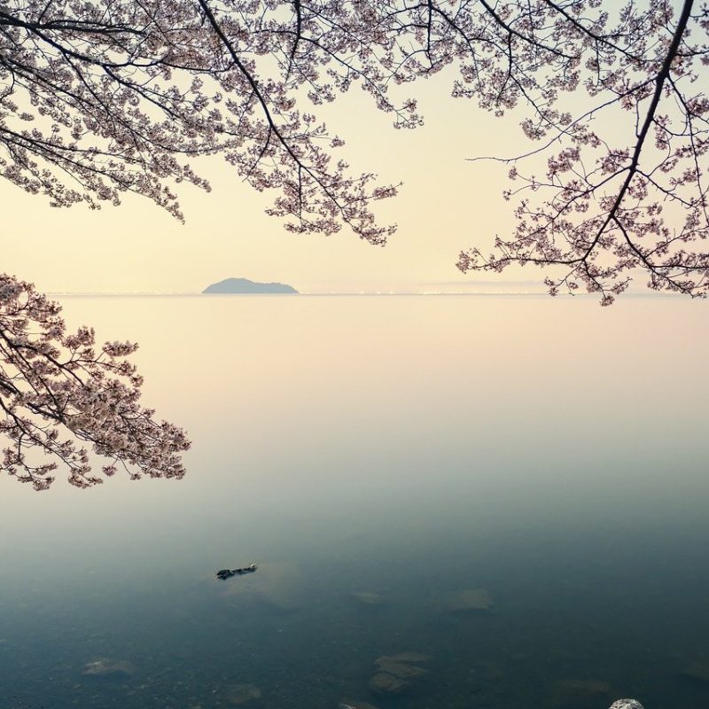 lake biwa, cherry blossoms, dawn-7899206.jpg